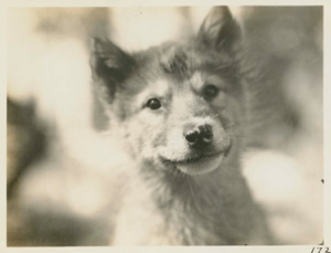 Image of Eskimo [Inughuit] dog. Pup close-up